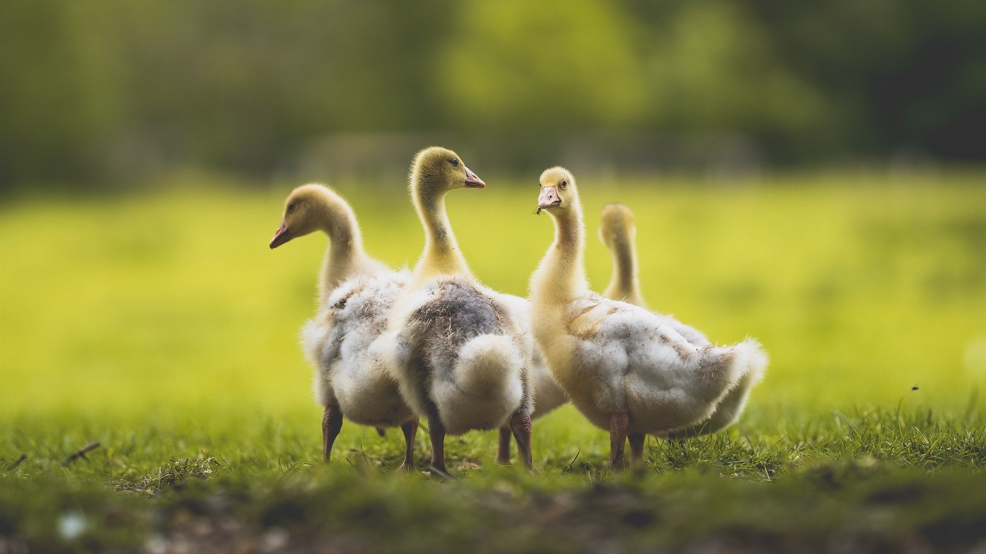 开云-从CBA到德甲，现代篮球的节奏革命与终极掌控者