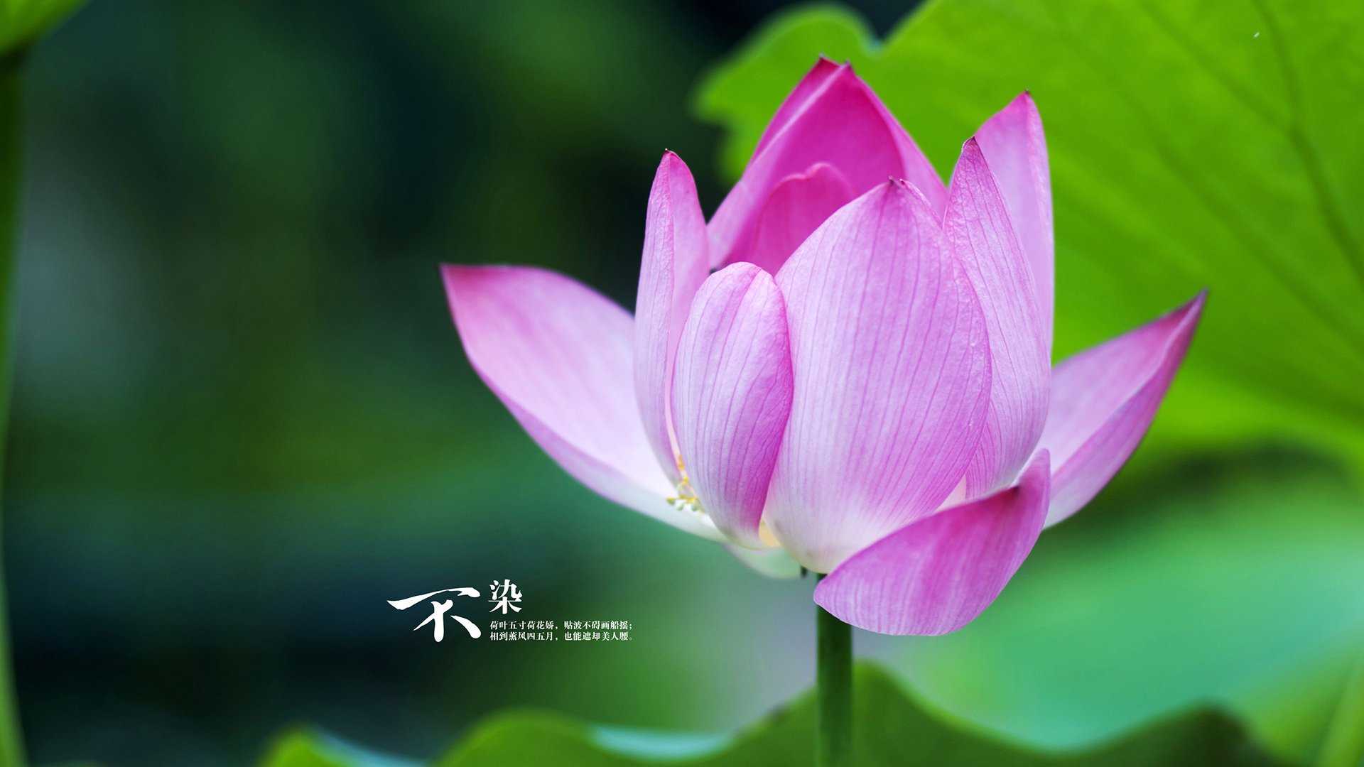 重写篮球史，2024独行侠登顶背后的平行宇宙密码