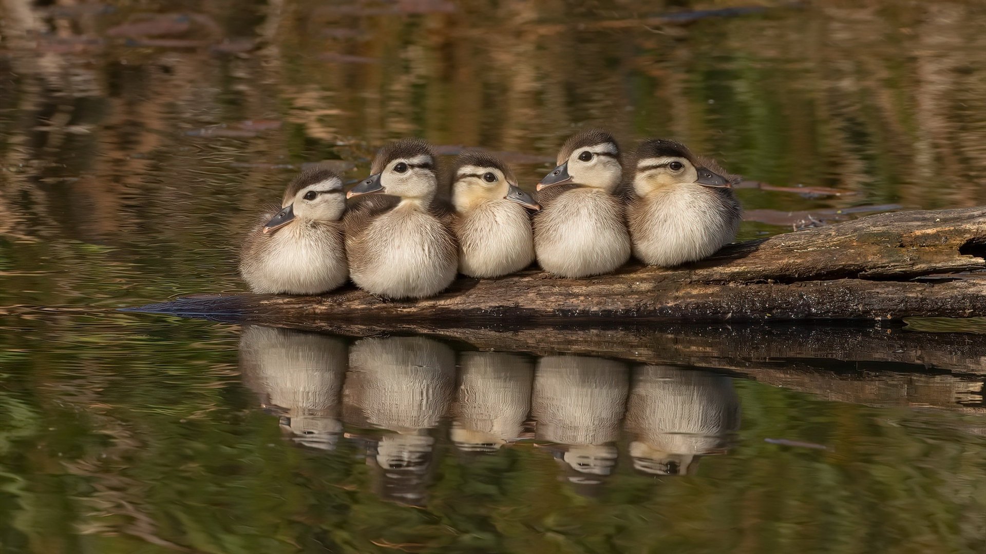 奥运前哨战的血脉贁张，国王对太阳的唯一性烙印