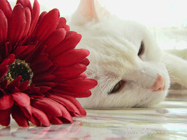 利拉德错频闪耀？当NBA巨星降临欧冠之夜，两种尖叫如何重叠