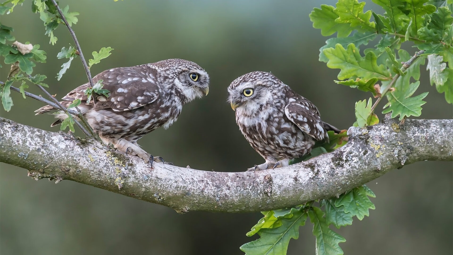 月下无解,东决之夜,加克波如何用冷静书写致命诗篇?