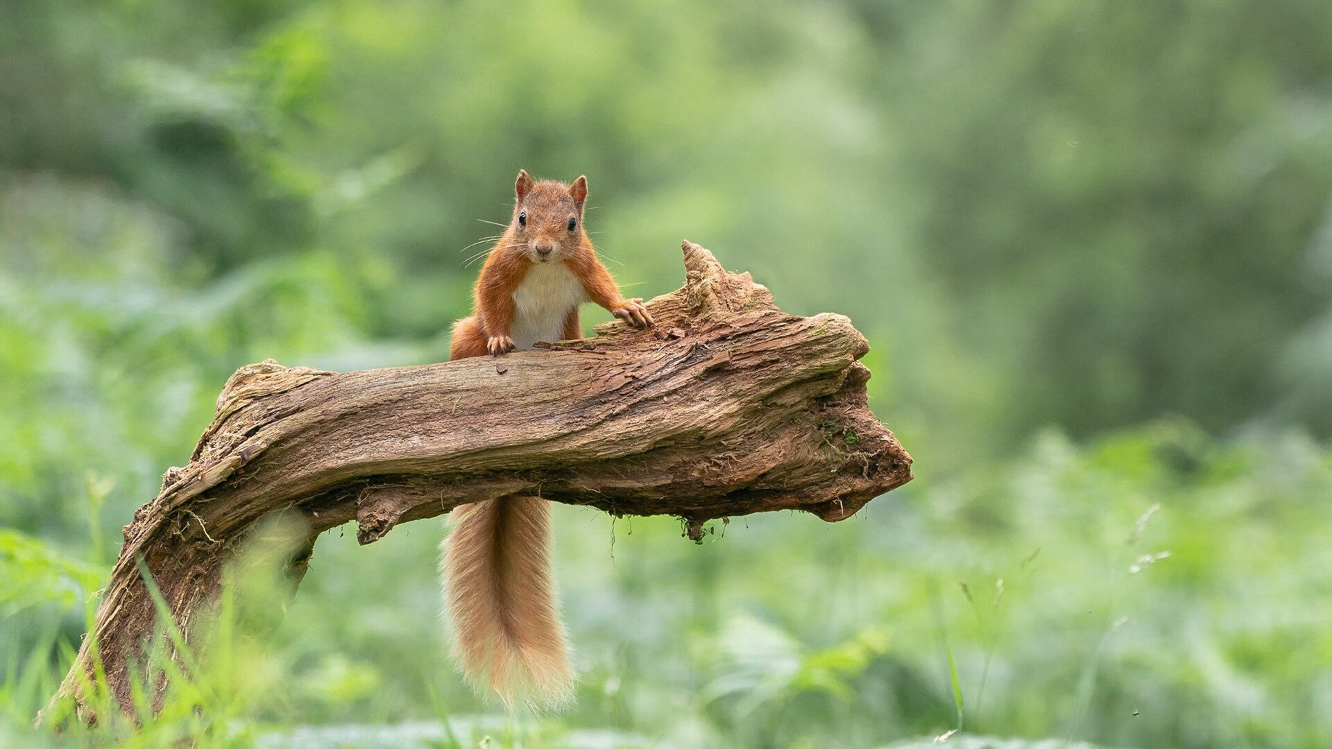 布伦森，在亚特兰大之门前，他是唯一的开锁人