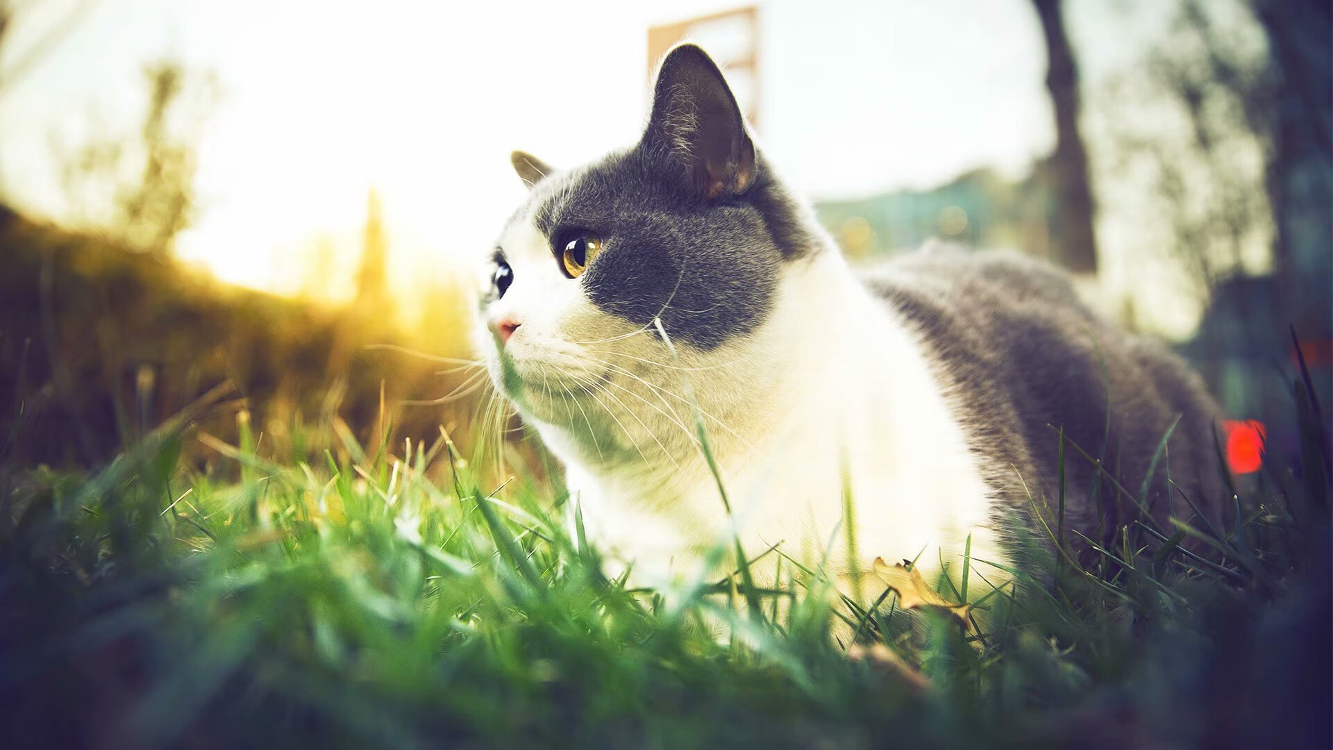 当波斯铁骑踏破圣西罗，平行宇宙中凯恩的生死裁决