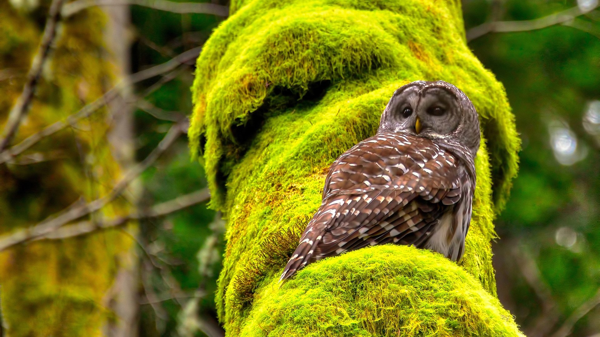 冰与火之歌,拉梅洛新王降临,爵士逆转快船谱写破晓时分