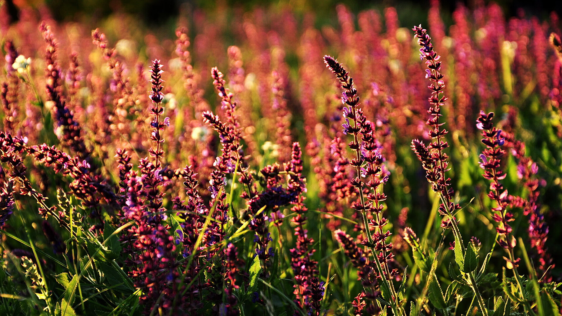 隐秘引擎,从万金油到阵眼,罗德里如何在哈维棋局中悄然升变?