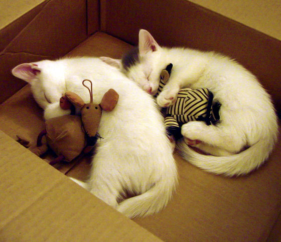 火焰之锋，弗拉霍维奇独中三元，土耳其与几内亚对决引爆激情夜