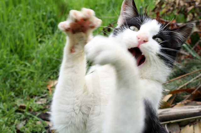 双王炸！凯塞多赛后评分直冲满分，尼斯巅峰对决力克马里