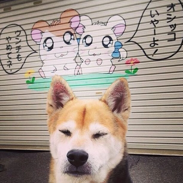 赛场即战场，乌克兰钢铁防线与荷兰火线增援的胜利交响