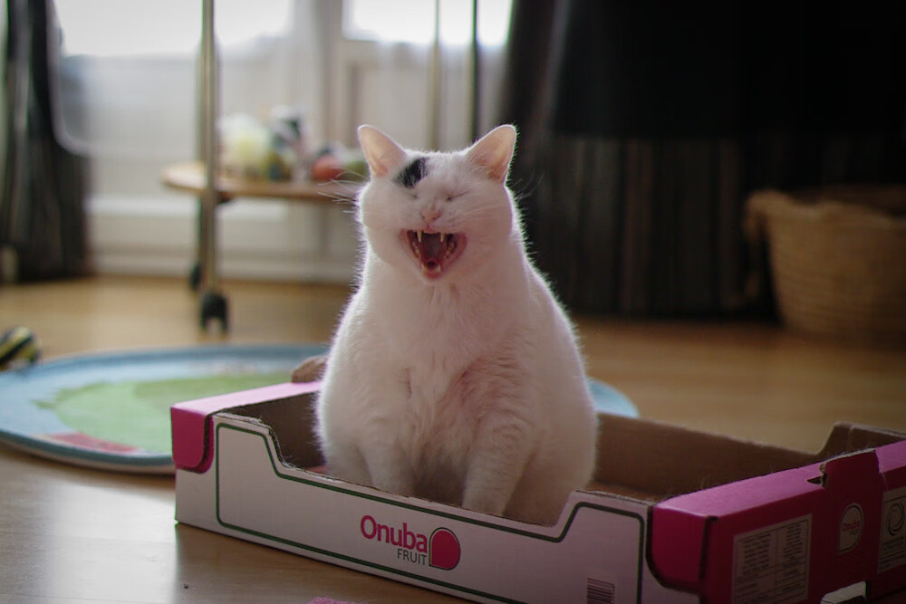 终极疯狂,上帝与亡灵,在平行时差里点燃足球祭坛