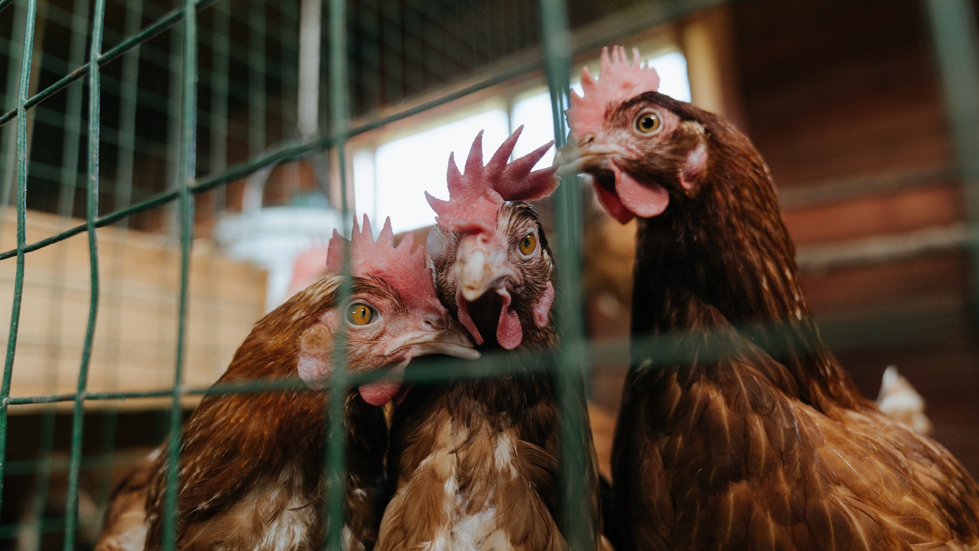 开云体育官网-守护极光，从斯坦福桥到云雾森林，门迪与哥斯达黎加的冠军对话