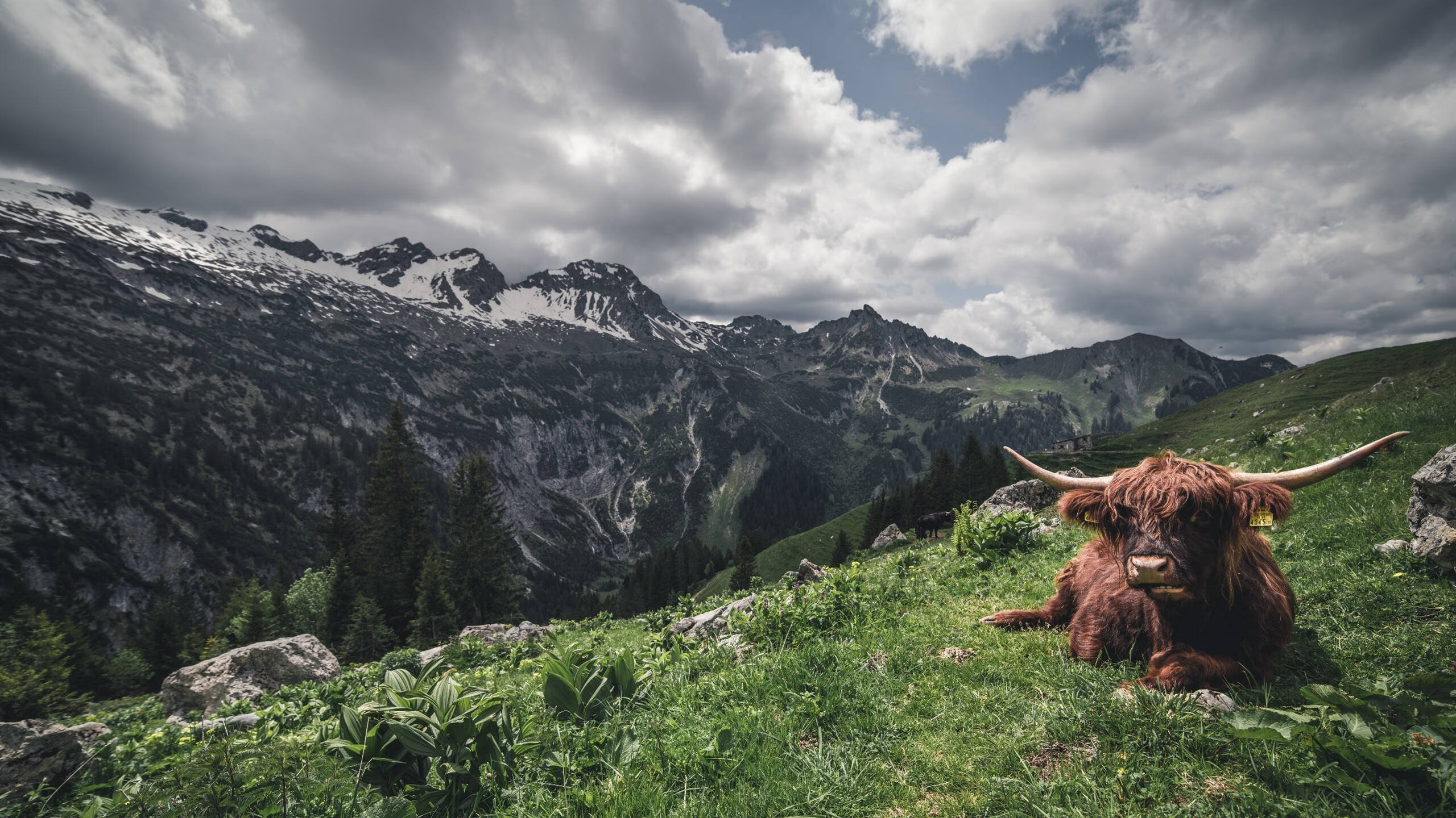 生死战中的绿色火焰，杰伦·格林接管西决，热火逆转灰熊晋级总决赛