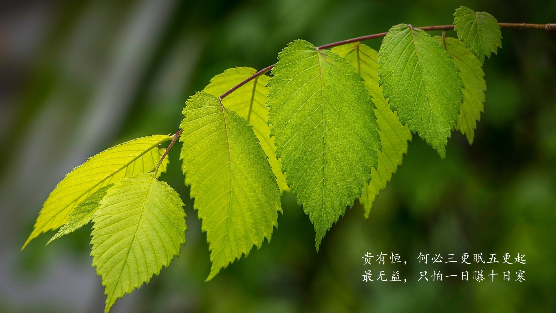 拉巴斯的魔幻现实主义之夜,当京多安的精密齿轮,碾过潘帕斯雄鹰的天空,铸就玻利维亚的唯一绝杀