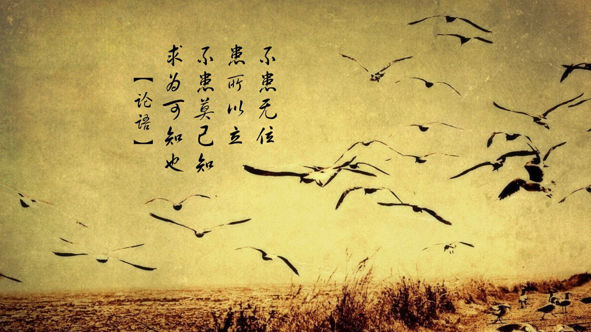 开云体育app-神话在沙漠绽放，当太极虎以不可能之名，将波斯铁骑钉在2026的十字架上